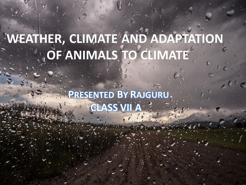 WEATHER, CLIMATE AND ADAPTATION OF ANIMALS TO CLIMATE. - ppt download