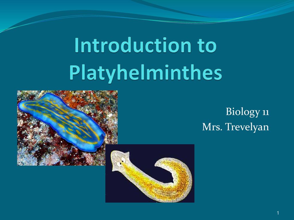 material platyhelminthes ppt)