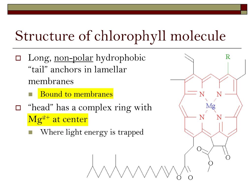 chlorophyll structure