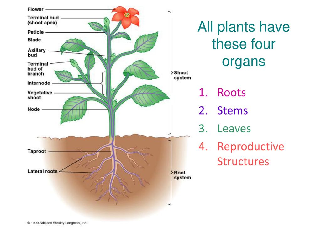 All plants have these four organs - ppt download