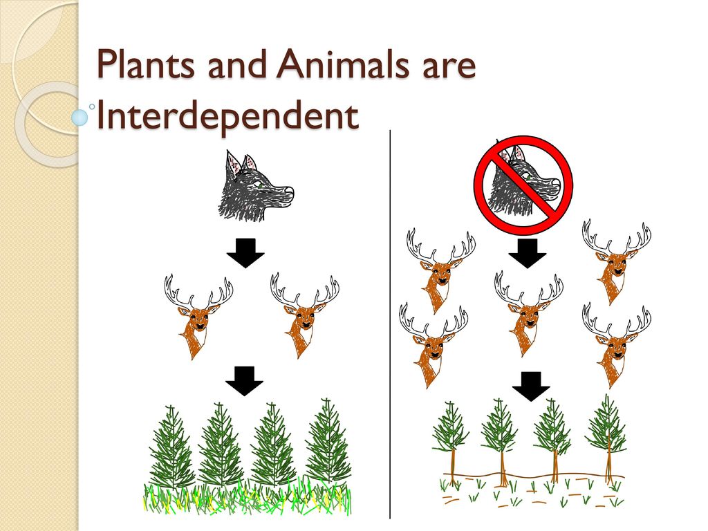 Plants and Animals are Interdependent - ppt download