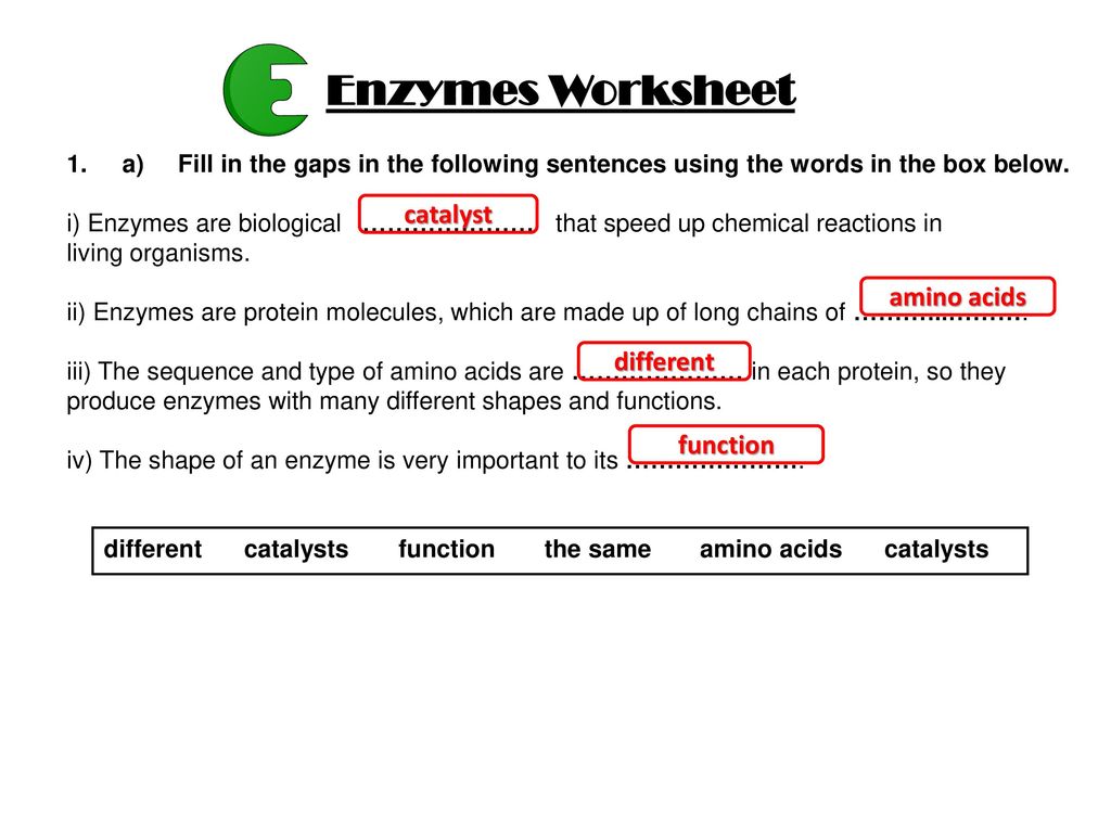 Enzymes Worksheet catalyst amino acids different function - ppt Inside Enzyme Reactions Worksheet Answers