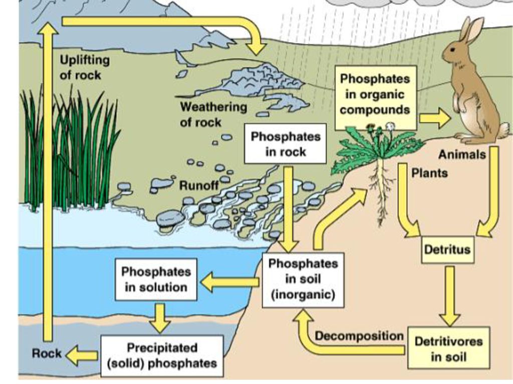 Чья биомасса в биосфере больше. Круговорот фосфора в биосфере схема. Круговорот фосфора схема. Биохимический круговорот фосфора. Круговорот фосфора в природе.