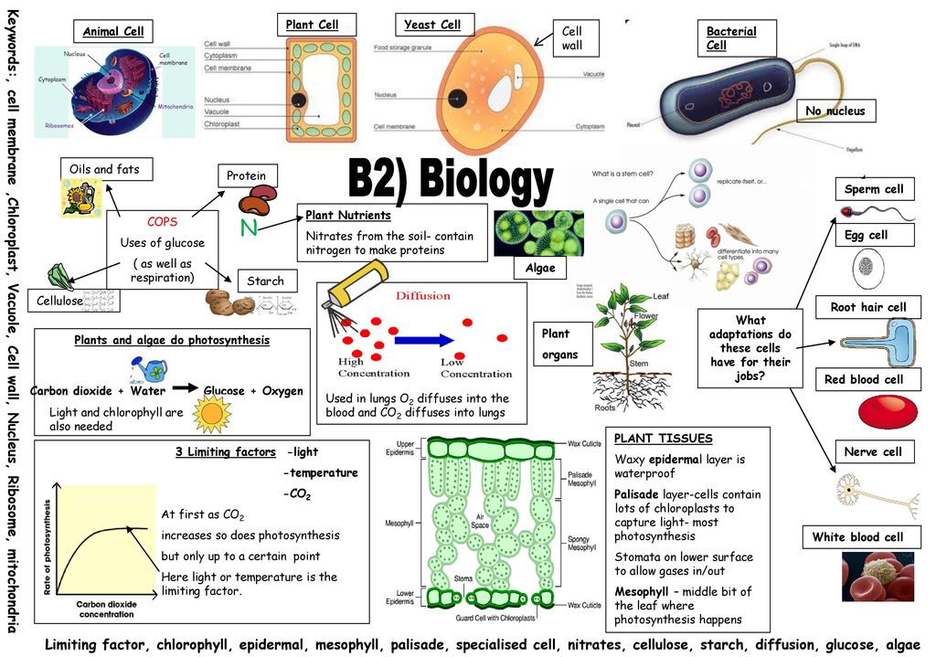 Plant Cell Yeast Cell Animal Cell Cell wall Bacterial Cell No nucleus - ppt  download