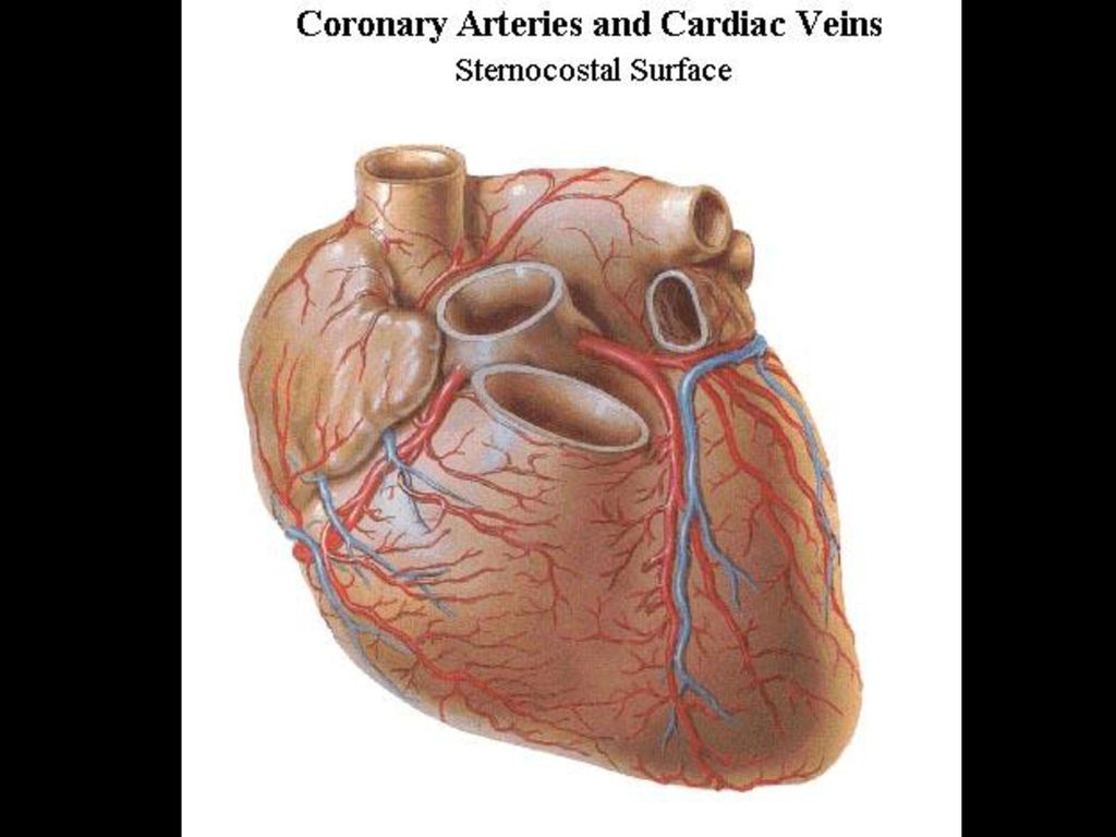 Правая сердечная артерия. Венечные артерии сердца анатомия. Анатомия коронарных артерий сердца. Коронарные сосуды сердца анатомия. Артериальные сосуды кровоснабжающие миокард:.