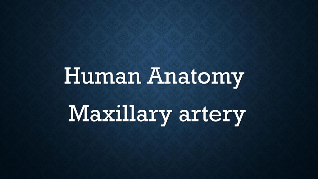 Human Anatomy Maxillary artery - ppt download
