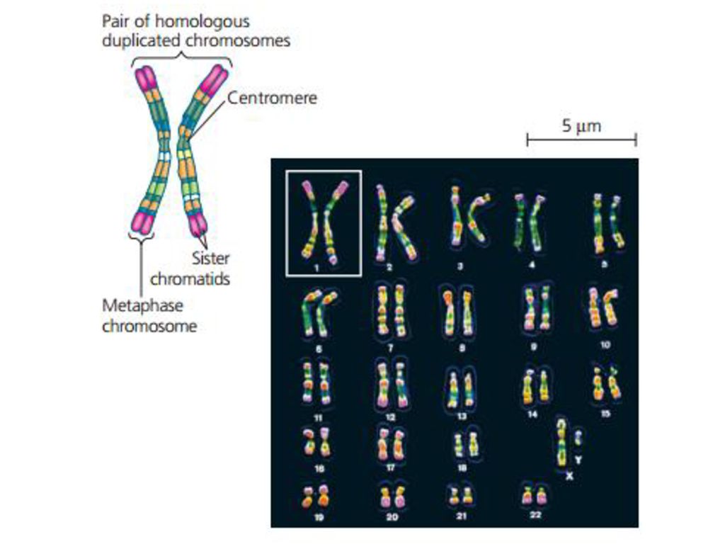 Образование четырех клеток образование однохроматидных хромосом