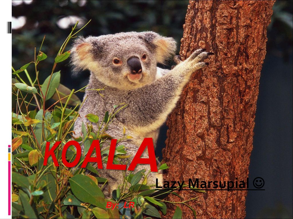 Lazy Marsupial  By: LR. - ppt download