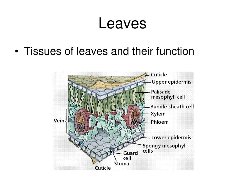 Leaves Tissues of leaves and their function. - ppt download
