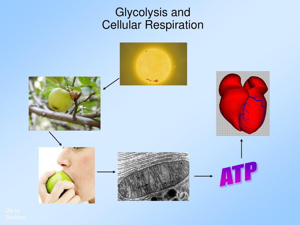 Glycolysis And Cellular Respiration Ppt Download