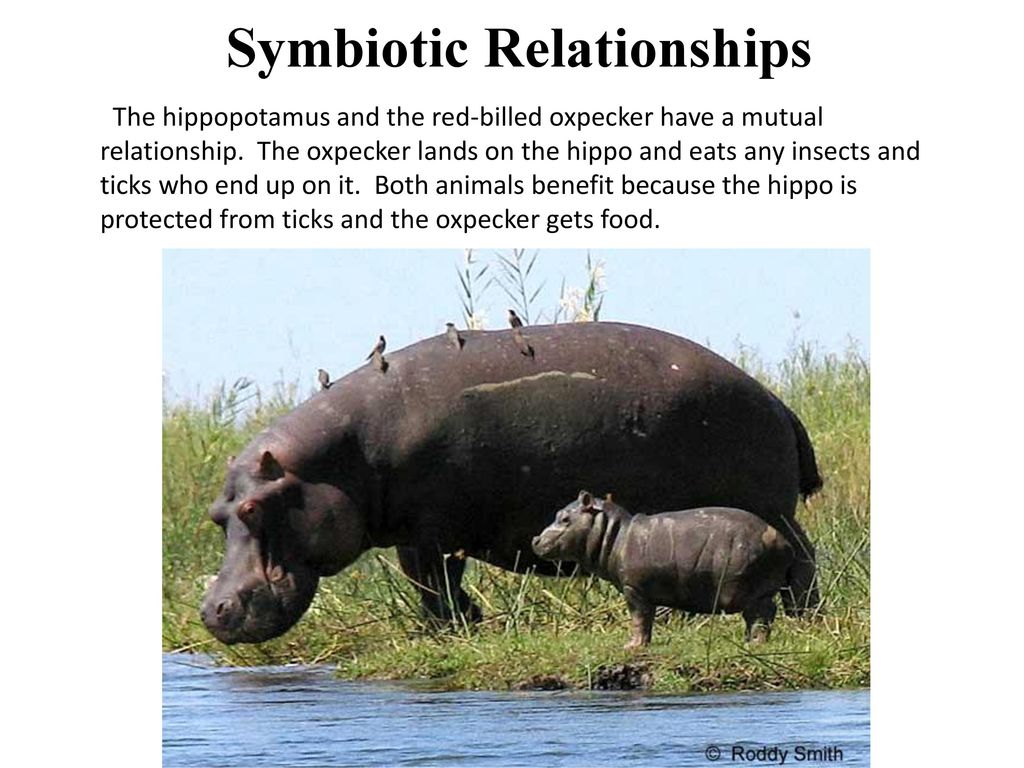 Symbiotic Relationships - ppt download