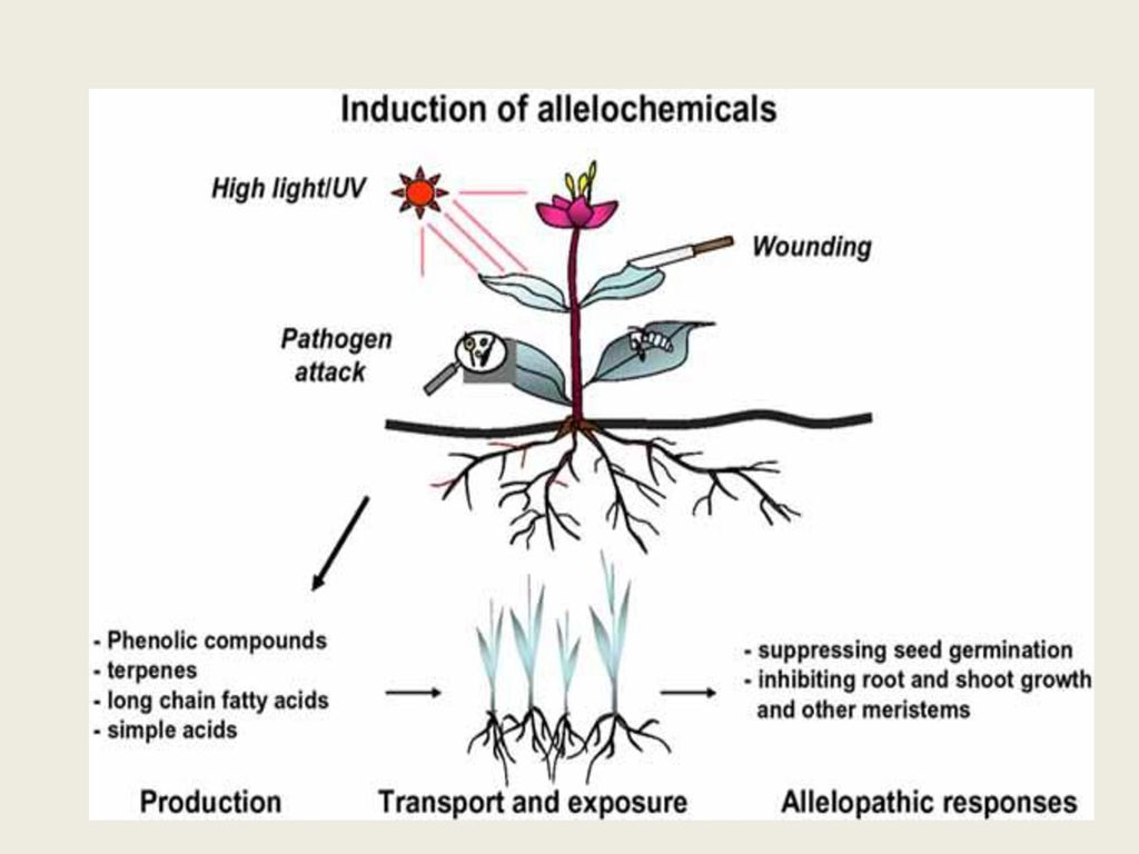 ALLELOPATHY AND WEED MANGEMENT - Ppt Download