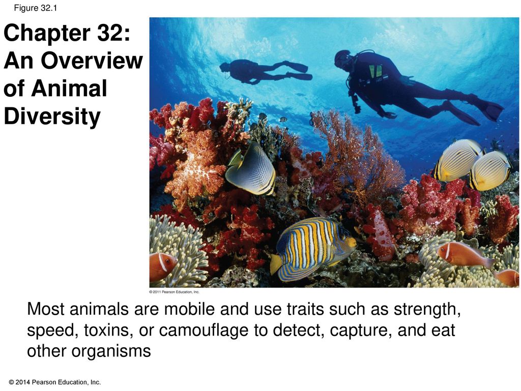 Chapter 32: An Overview of Animal Diversity - ppt download
