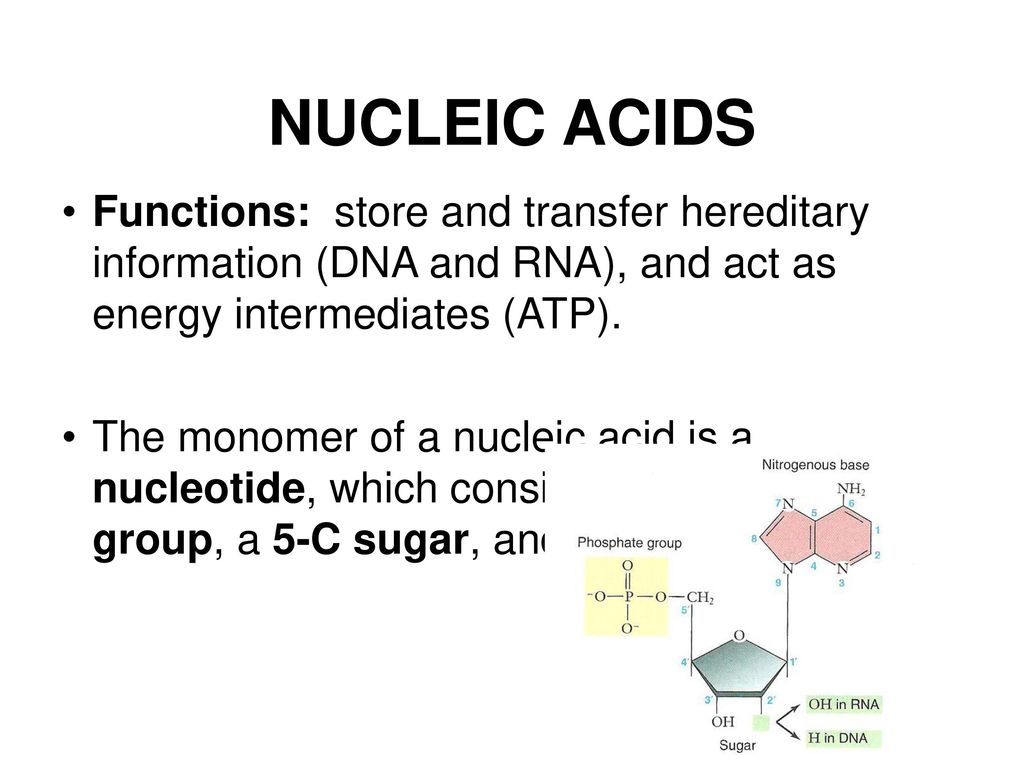 NUCLEIC ACIDS Functions: store and transfer hereditary information (DNA and RNA), and act as energy intermediates (ATP). The monomer of a nucleic acid. - ppt download