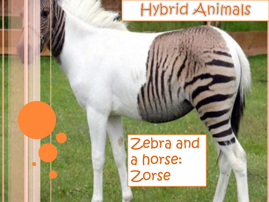 Hybrid Animals Zebra and a horse: Zorse. - ppt download Hybrid Animals Zebra and a horse: Zorse. - ppt download