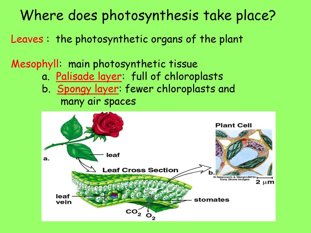 In Which Plant Cell Structure Does Photosynthesis Occur - Chloroplasts Are The Plant Cells That Manufacture Energy Howstuffworks / Maybe you would like to learn more about one of these?