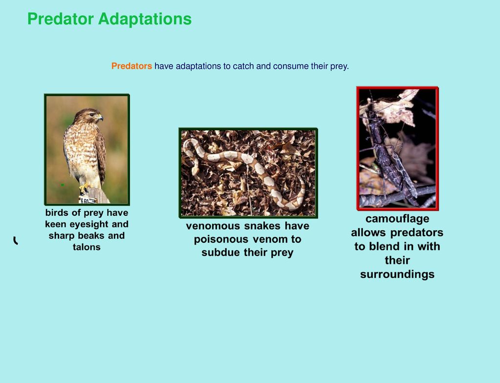 Predators have adaptations to catch and consume their prey. - ppt download