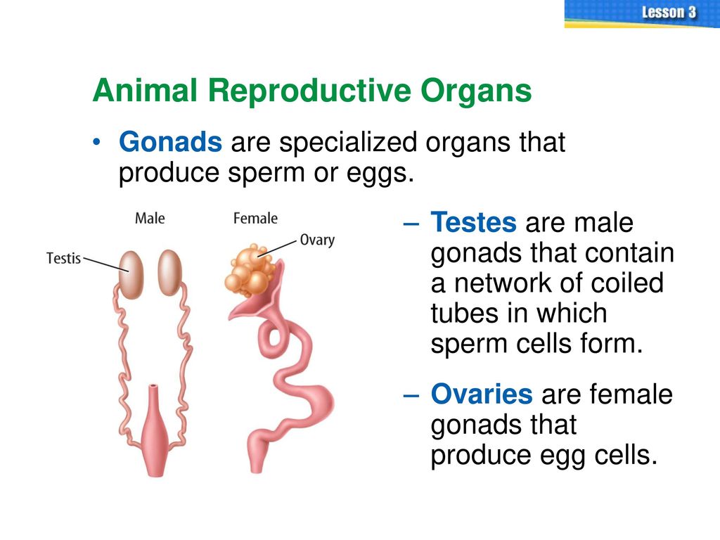 Animal Reproductive Organs - ppt download