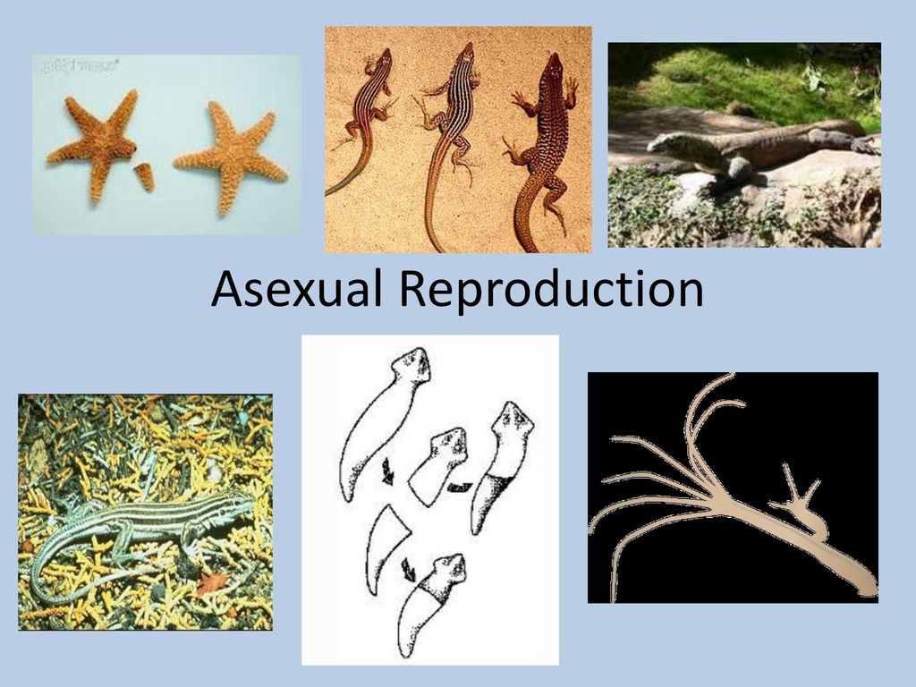 Asexual Reproduction. - ppt download
