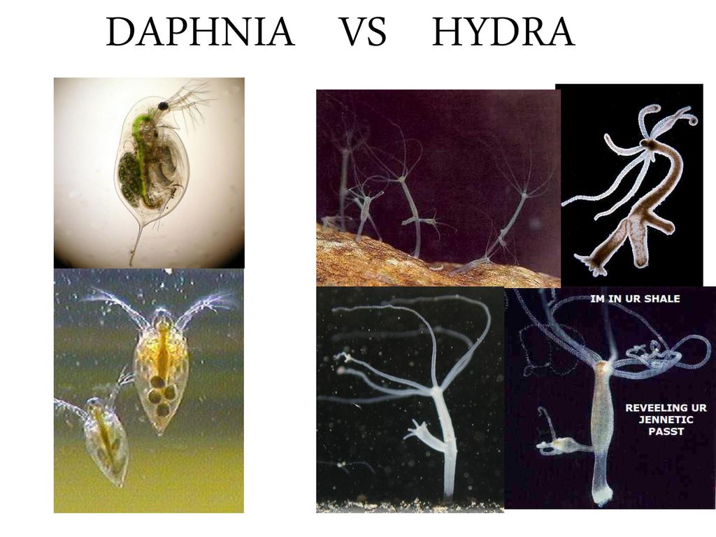 DAPHNIA VS HYDRA. - ppt download