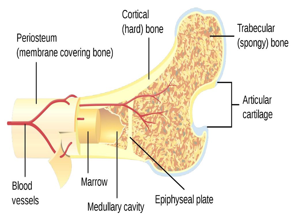 Функции костного мозга в трубчатой кости. Строение кости кортикальная пластинка. Кортикальный слой кости и надкостница. Кость строение надкостница. Костная ткань кортикальная пластина.