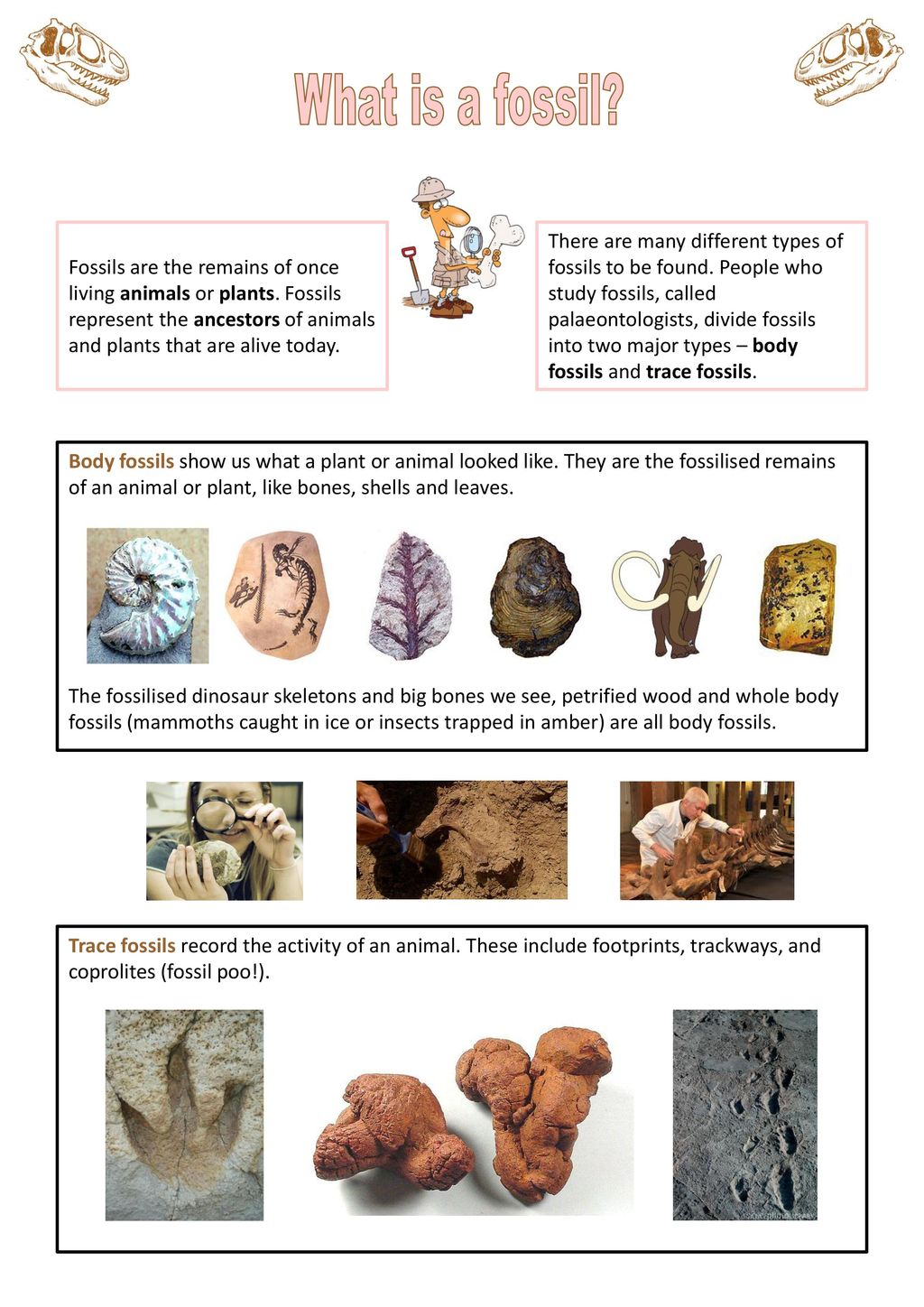 What is a fossil? Fossils are the remains of once living animals or plants.  Fossils represent the ancestors of animals and plants that are alive today.  - ppt download