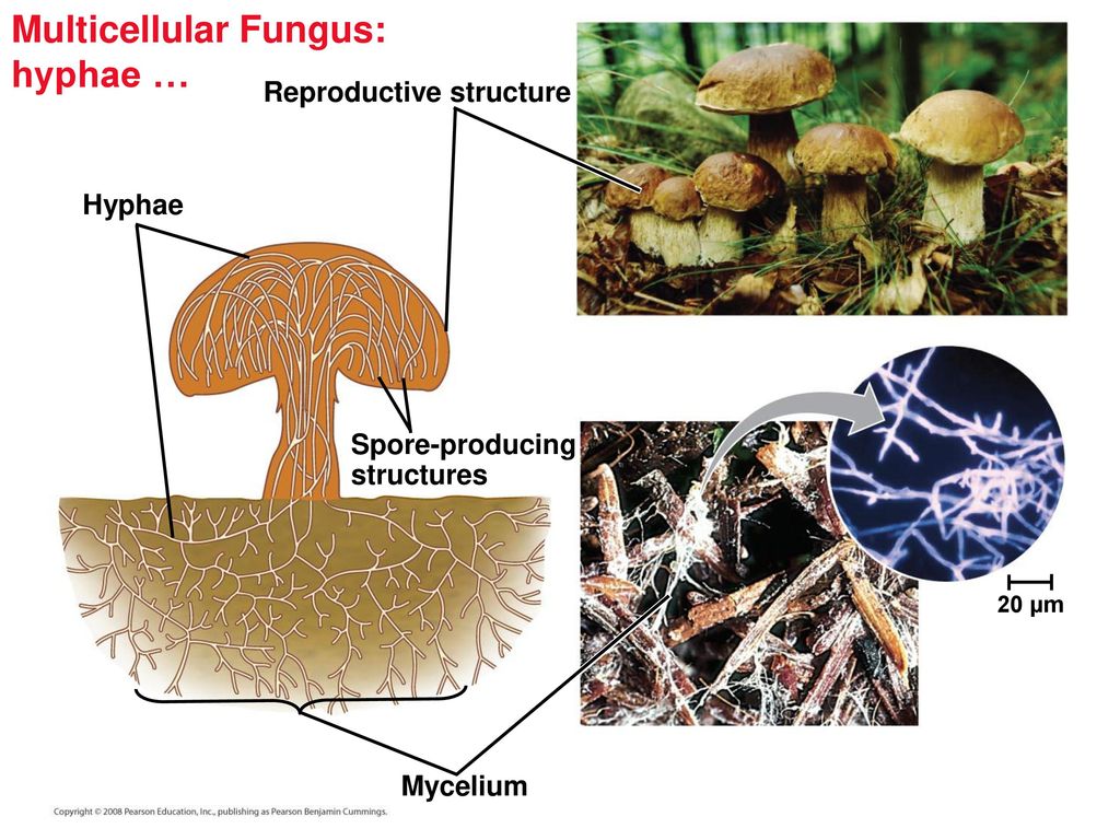 Multicellular Fungus Hyphae Ppt Download Multicellular Fungus Hyphae Ppt Download