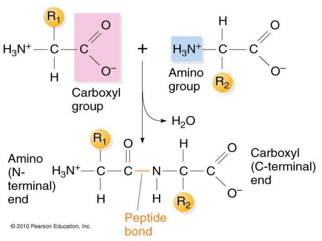 3 пептид. Molecular diagrams to show the formation of a Peptide Bond. Amino acid formation of Peptide Bond. Peptide Bond formation. Пептидная связь лизин.