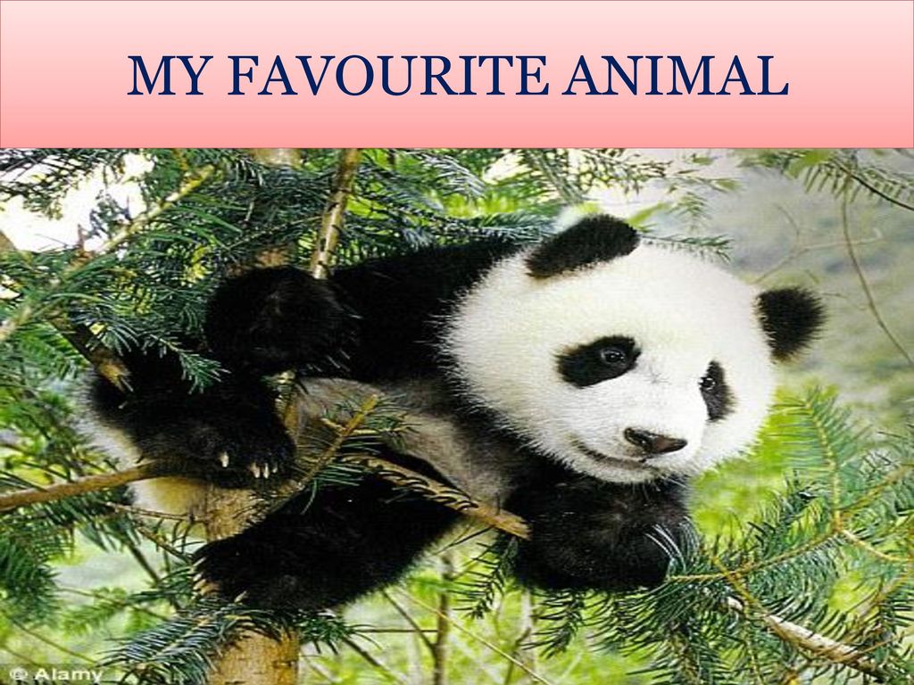 MY FAVOURITE ANIMAL. - ppt download MY FAVOURITE ANIMAL. - ppt download