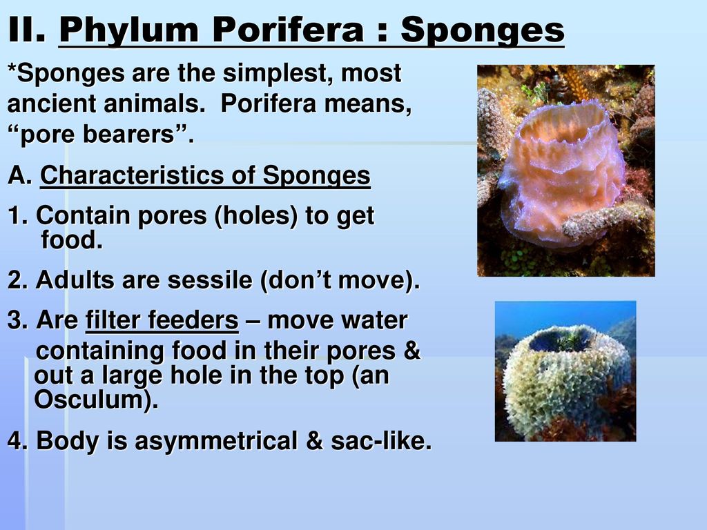 II. Phylum Porifera : Sponges - ppt download II. Phylum Porifera : Sponges - ppt download
