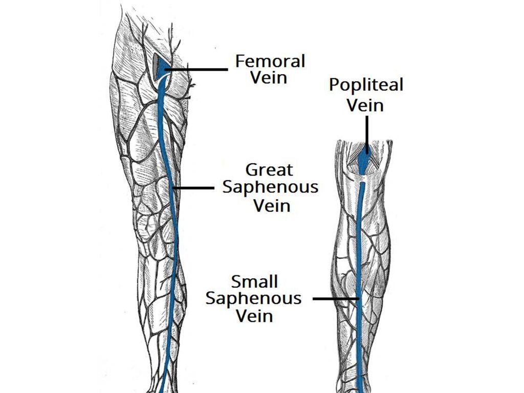 Vena saphena. Вена сафена Магна анатомия. Вены нижней конечности анатомия варикоз. Подкожная Вена бедра анатомия.