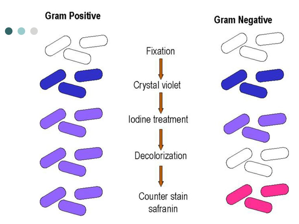Грам. Окраска бактерий по методу грама. Метод окраски бактерий по Граму. Окраску микроорганизмов по методу грама;. Метод изучения морфологии микроорганизмов.