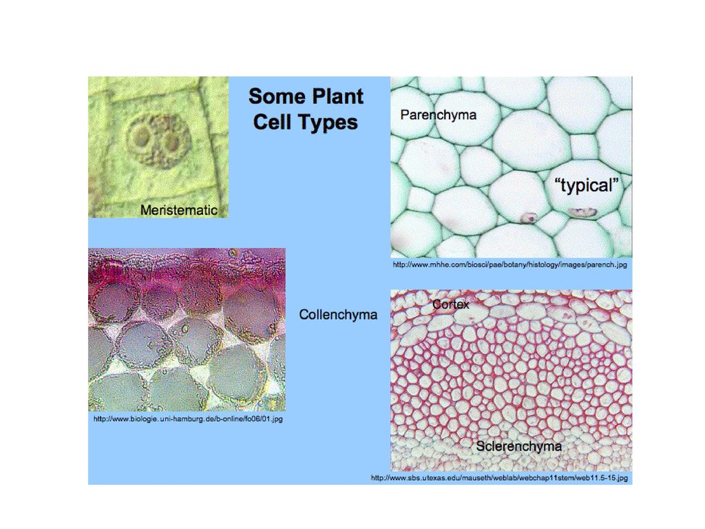 Plant tissues. Plant Tissue Types. Какого цвета паренхима. Parenchyma Cells. Types of Cells in Plant.