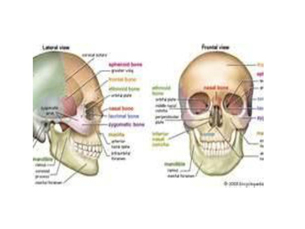 Chapter 7 Anatomy and Physiology Biology Diagrams