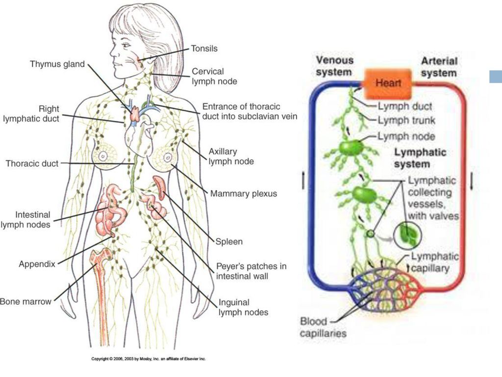 Иммунная система тимус. Тимус лимфатическая система. Иммунная система человека. Иммунная система человека рисунок. Thymus structure.
