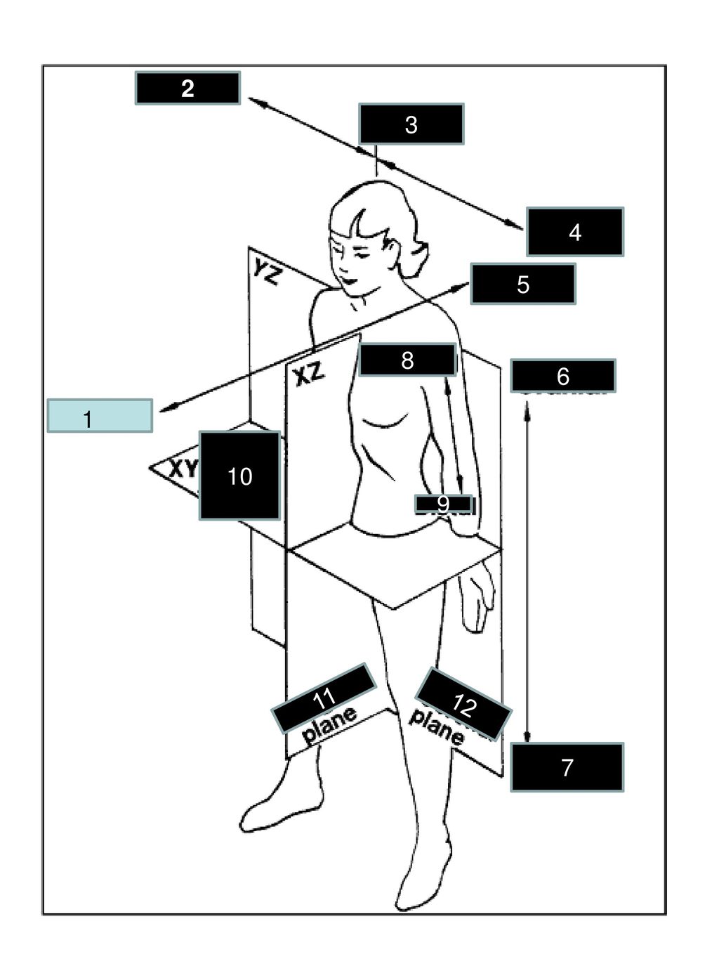 Anatomical terms General terms for locations and surfaces Biology Diagrams