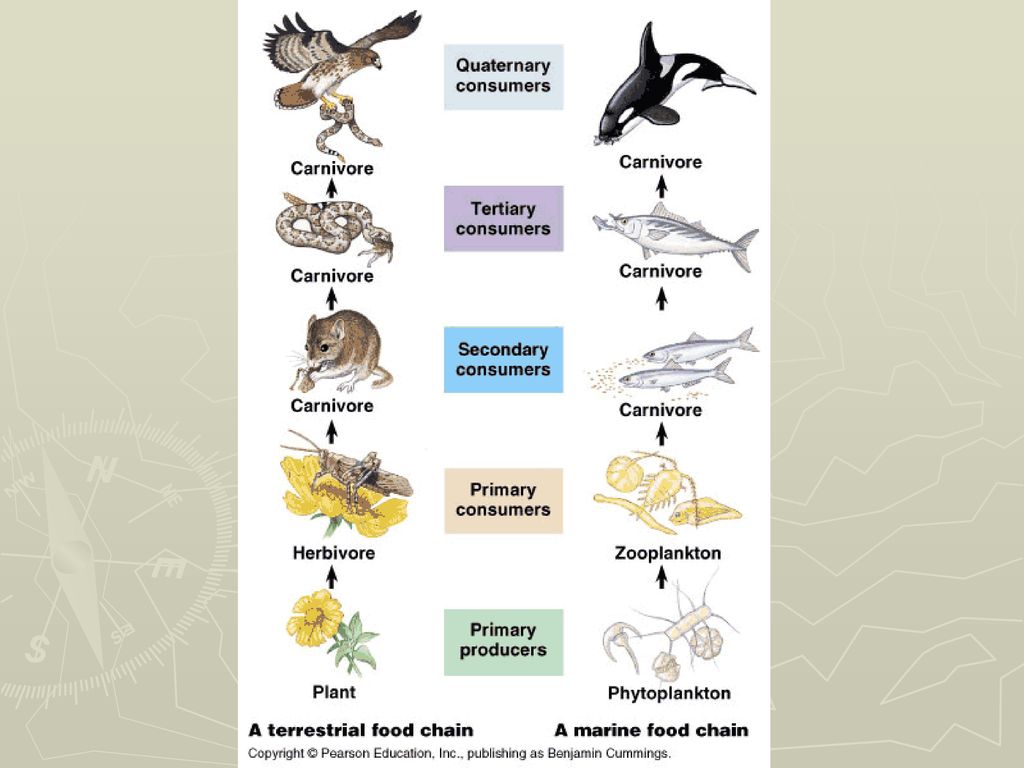 Topic 5 Ecology Evolution Miss Friedman Biology Diagrams