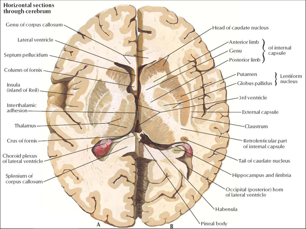 Базальные ганглии мозга. Базальные ядра: чечевицеобразное ядро, Nucleus lentiformis.. Горизонтальный срез головного мозга базальные ядра. Базальные ядра внутренняя капсула. Конечный мозг. Базальные ядра. Внутренняя капсула..