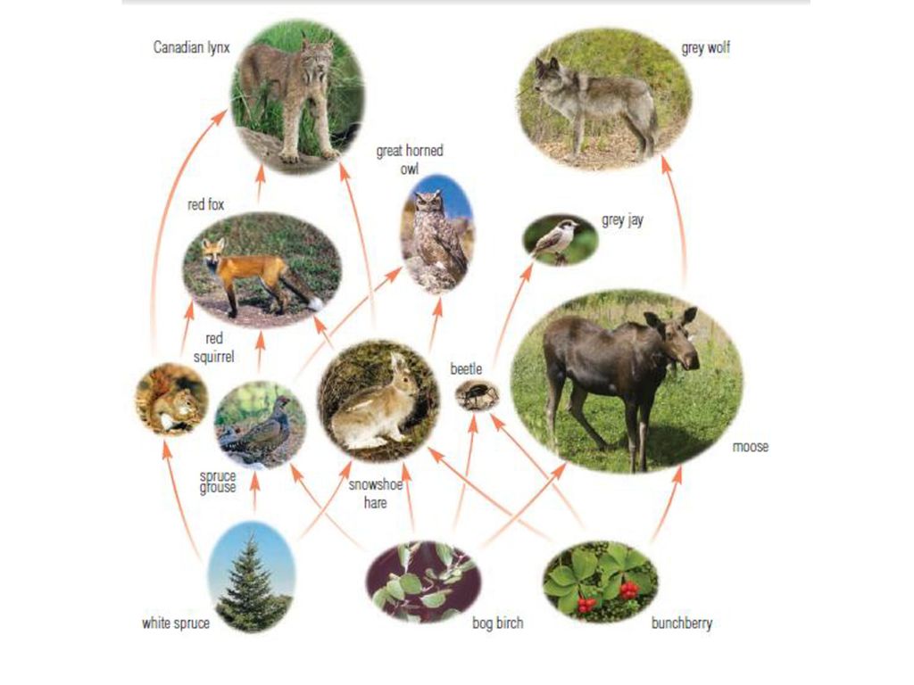 Energy Flow In Ecosystems - ppt download