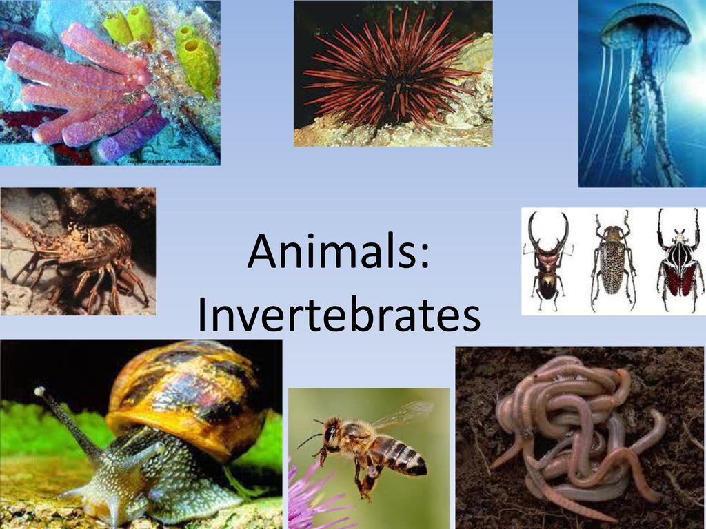 Animals: Invertebrates - ppt download