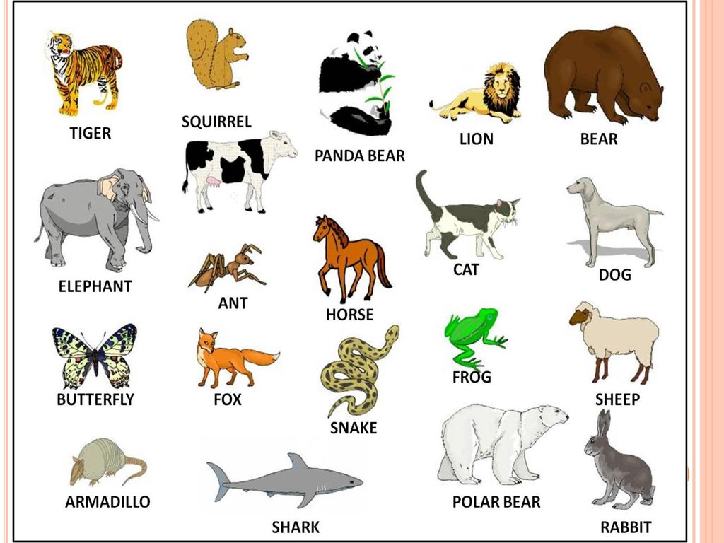 How are animals different? - ppt download