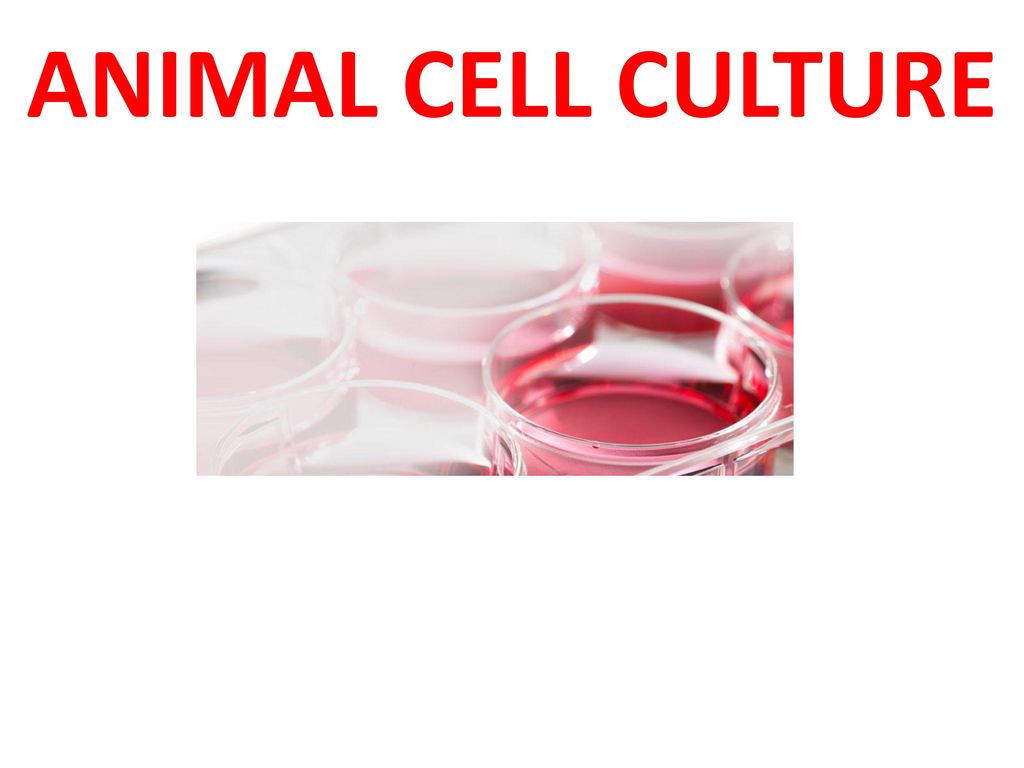 ANIMAL CELL CULTURE. - ppt download