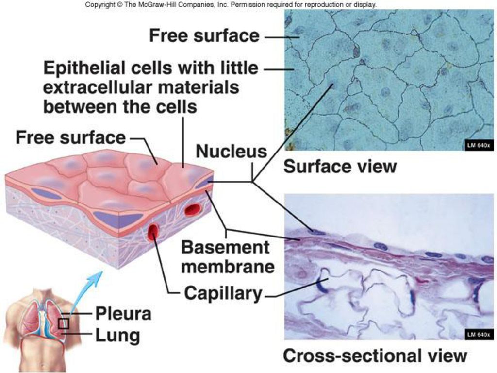 Tissue Types in the Human - ppt download