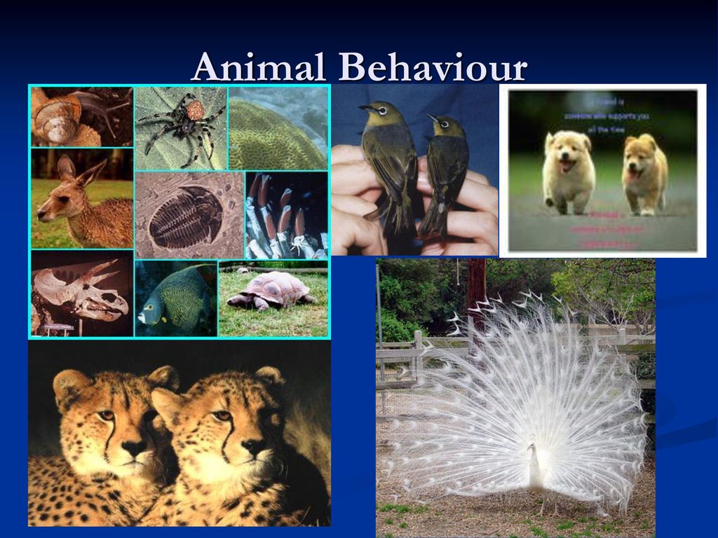 Animal Behaviour. - ppt download