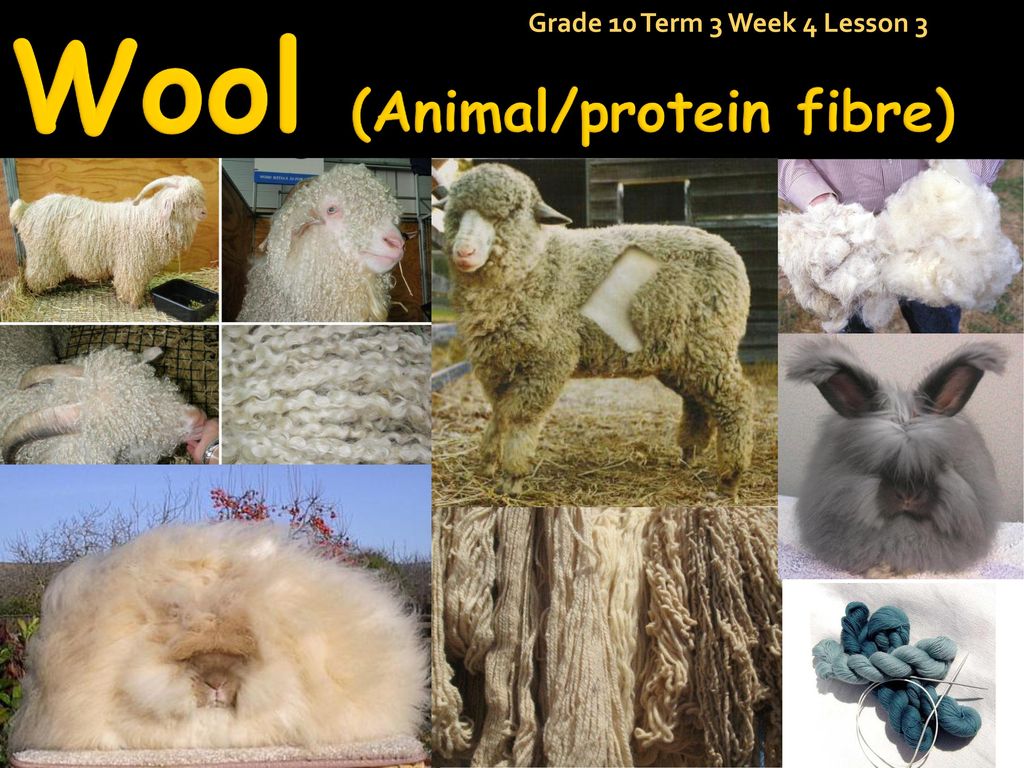 Wool (Animal/protein fibre) - ppt download