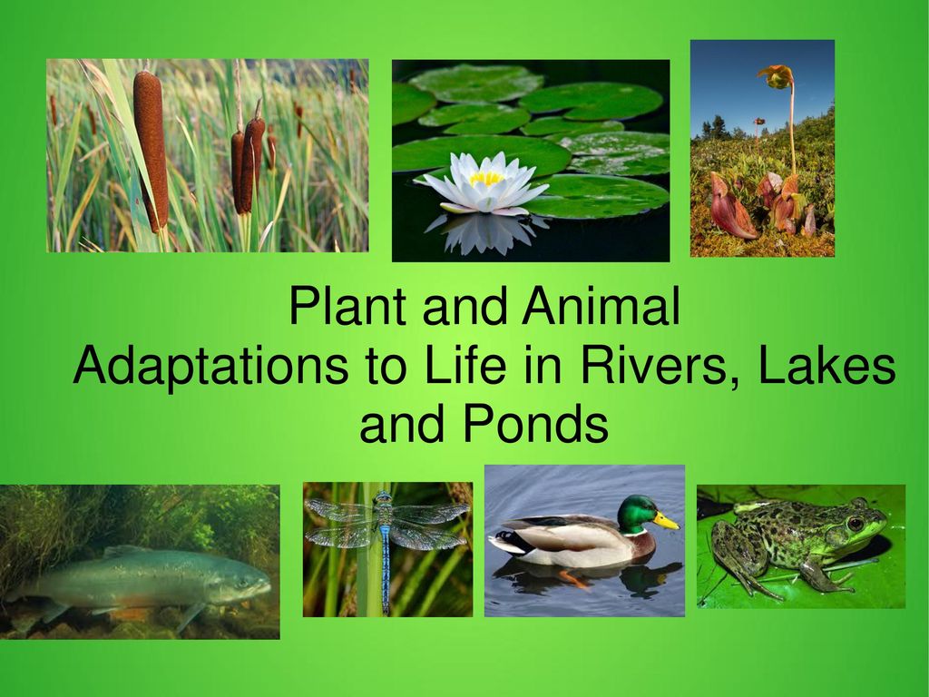 Adaptations to Life in Rivers, Lakes and Ponds - ppt download