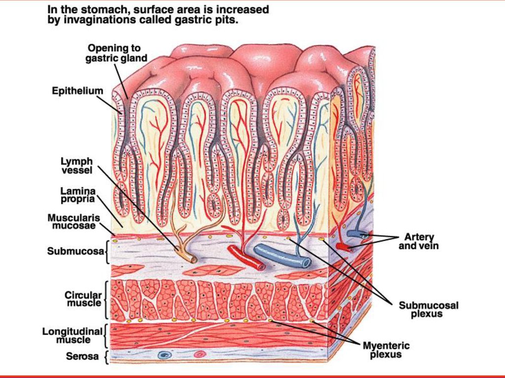 Gastrointestinal Functions - ppt download