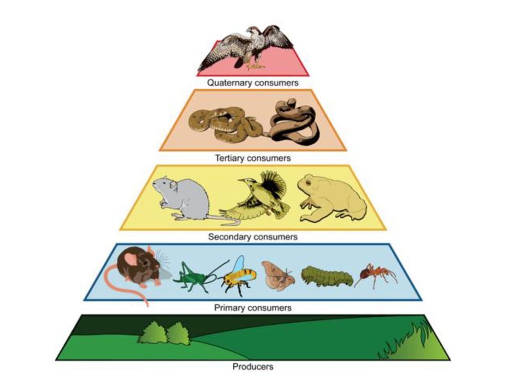 Количество трофических уровней в пищевой цепи. Экологическая пирамида лиственного леса. Трофический уровень экологической пирамиды. Трофические цепи, экологические пирамиды.. Пирамида трофических уровней.