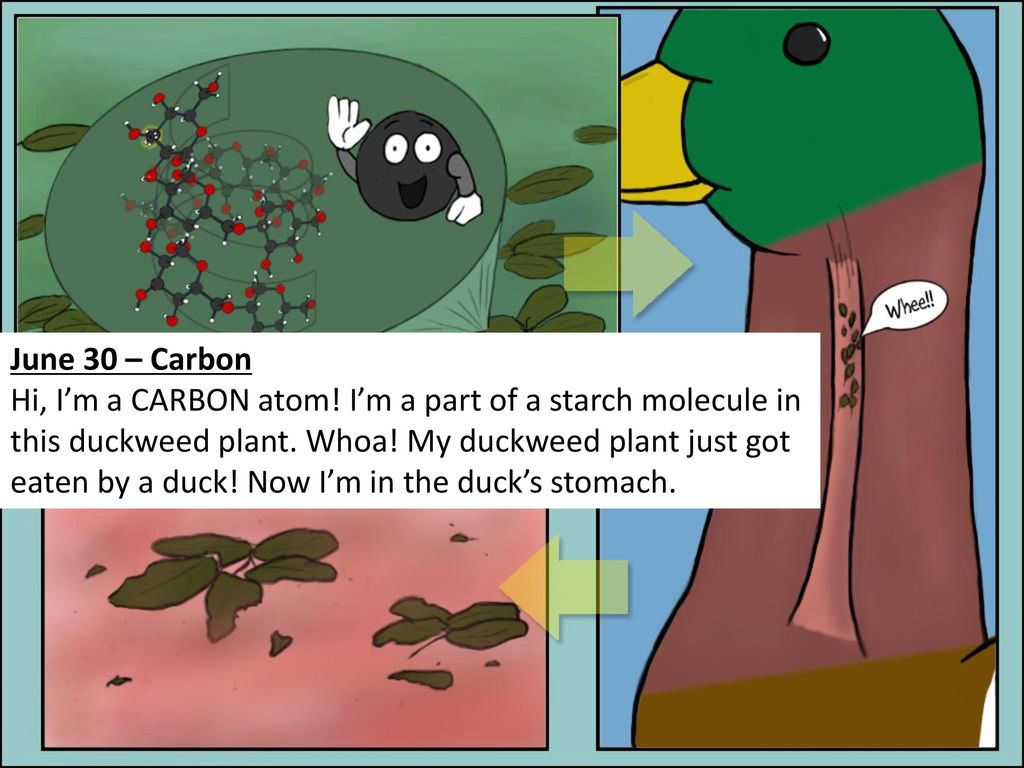 Comic strip of the water cycle – Telegraph