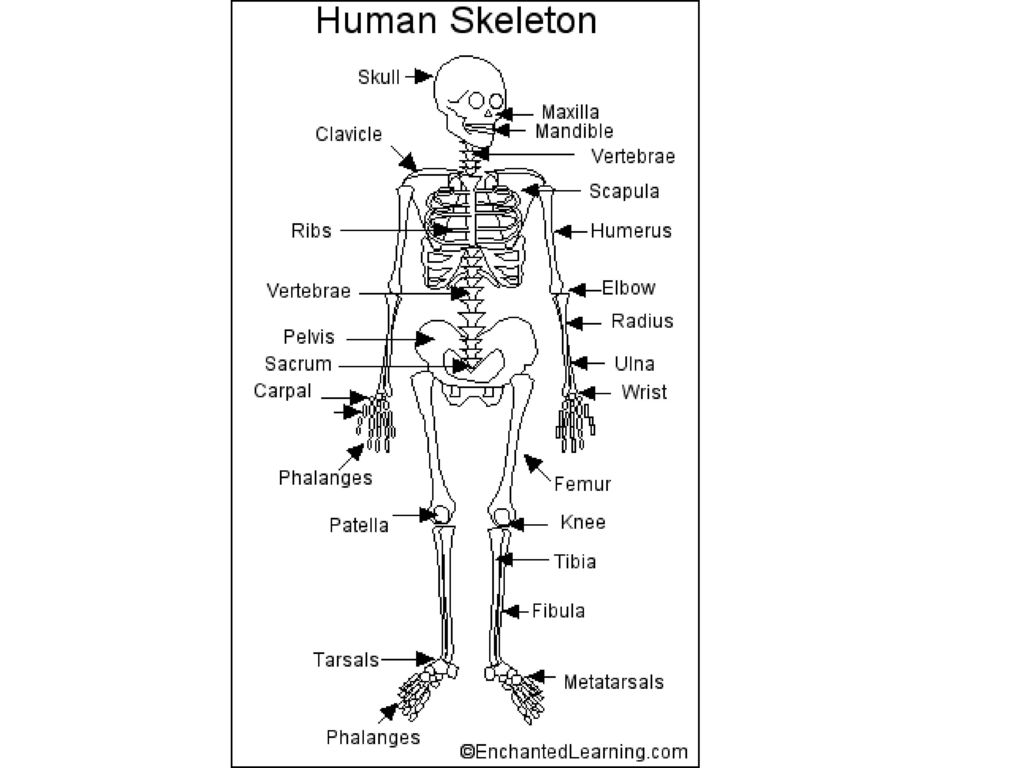 Bones & Muscles. - ppt download